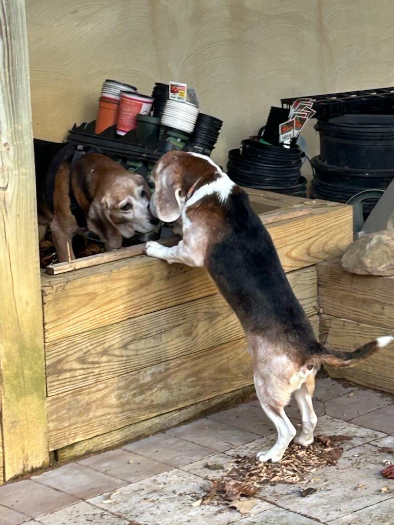 Enlarge Bob St. Mary's, a ADOPTABLE Beagle in Waldorf, MD image 2/3