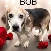 Bob St. Mary's, ADOPTABLE, Senior Male Beagle.