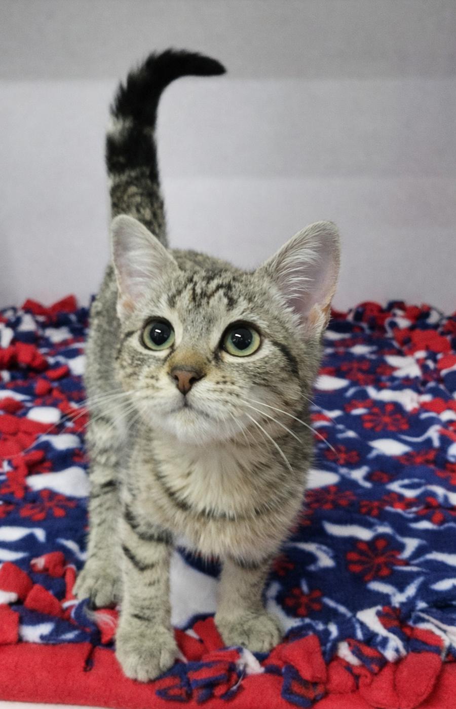 Kitten Jelly, a Adopted mixed breed in Cuyahoga Falls, OH image 1/3