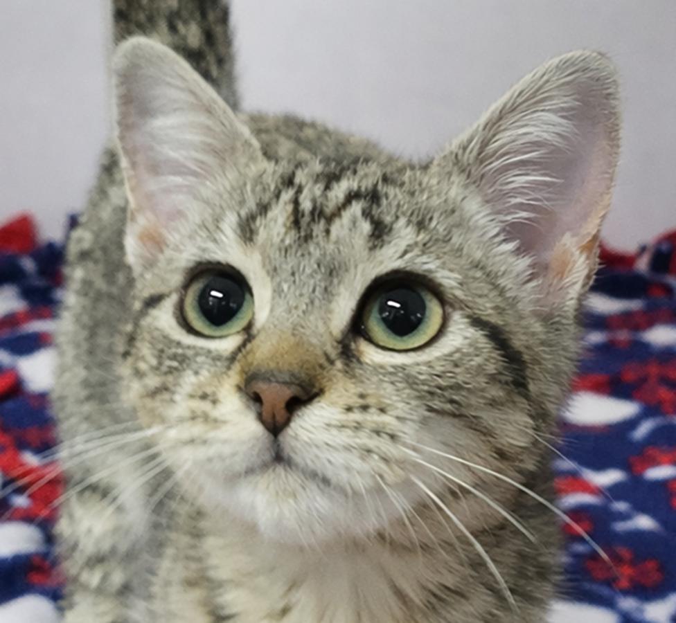 Kitten Jelly, a Adopted mixed breed in Cuyahoga Falls, OH image 3/3