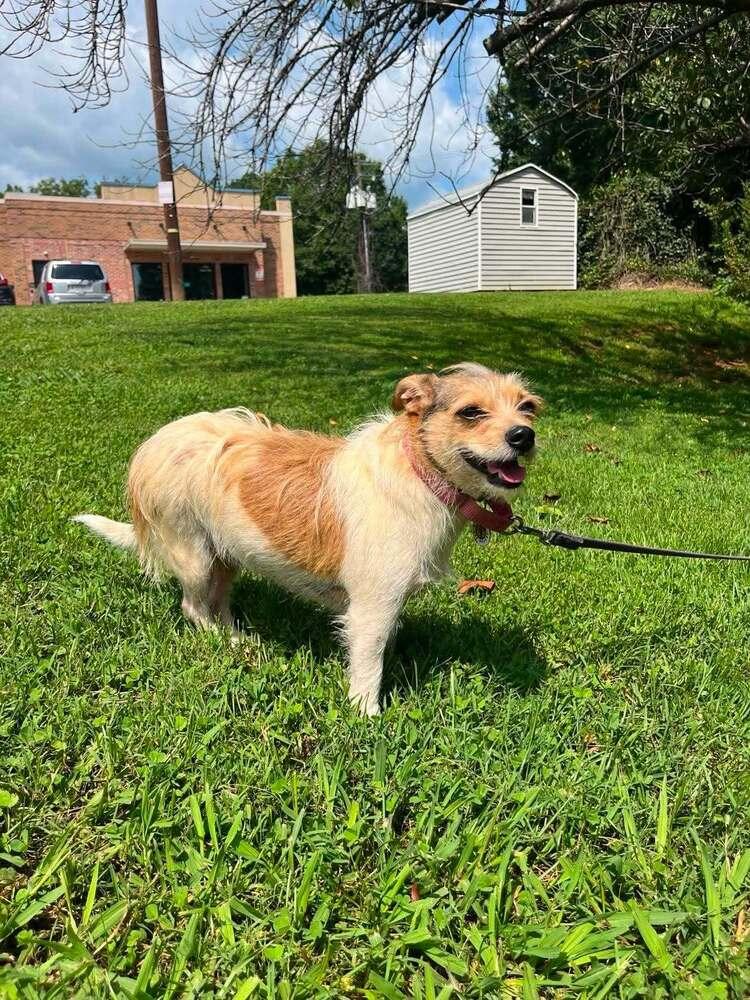 Enlarge Layla, a Adoptable Terrier in Candler, NC image 1/3