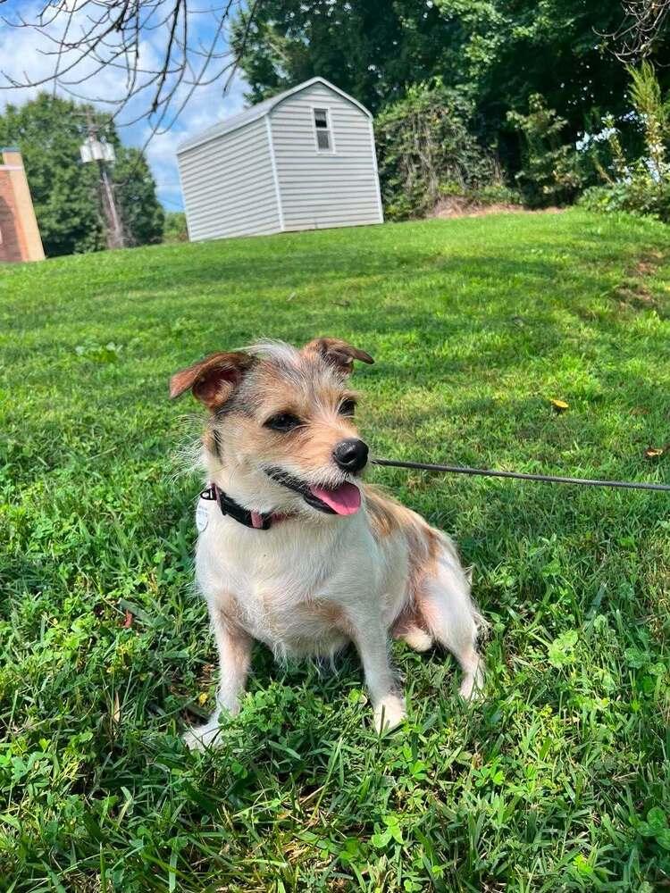 Enlarge Layla, a Adoptable Terrier in Candler, NC image 2/3