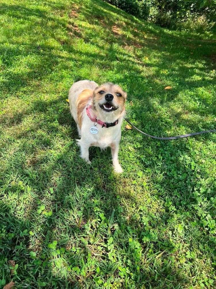 Enlarge Layla, a Adoptable Terrier in Candler, NC image 3/3