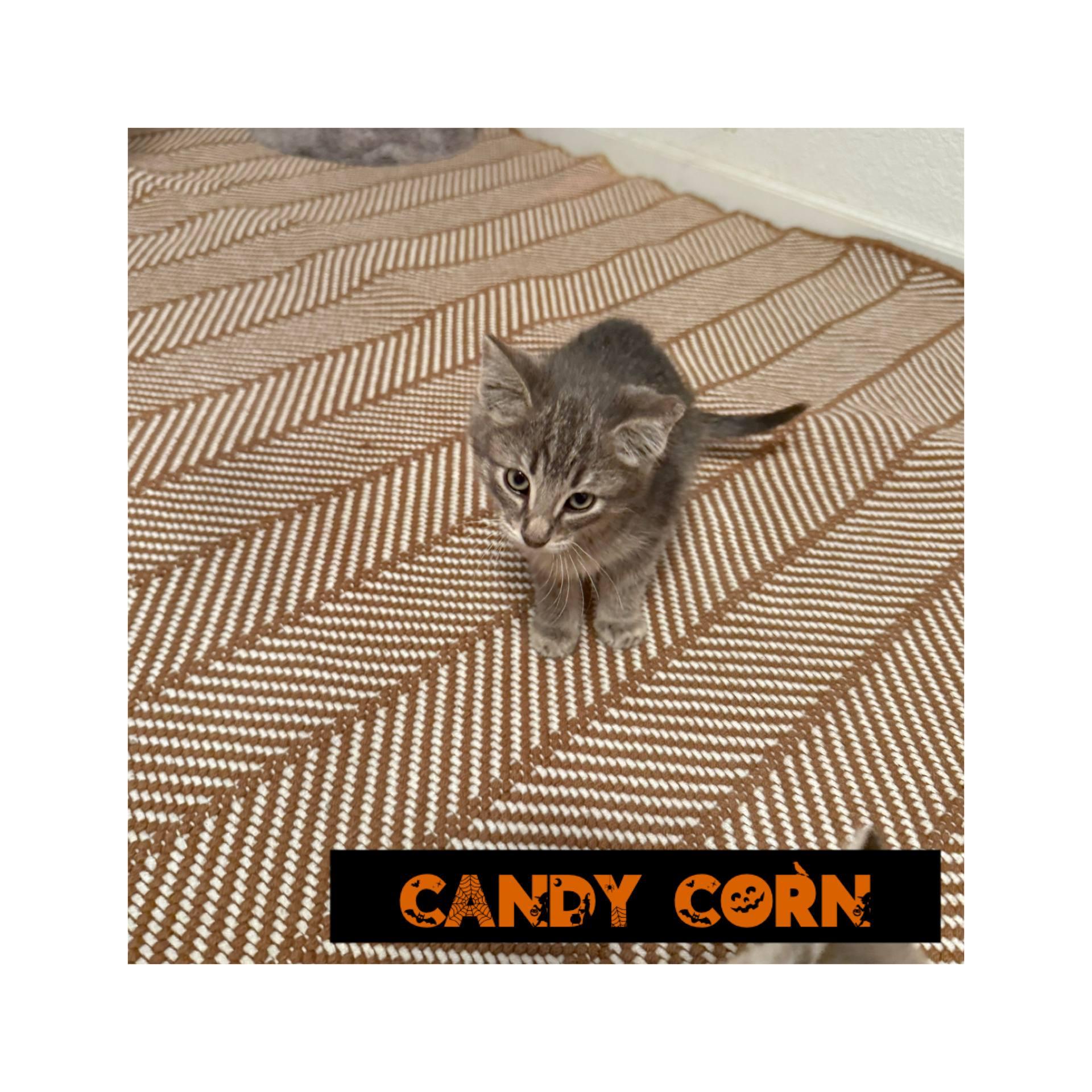 Enlarge Candy Corn, a Adoptable Domestic Short Hair in Fertile, MN image 2/2