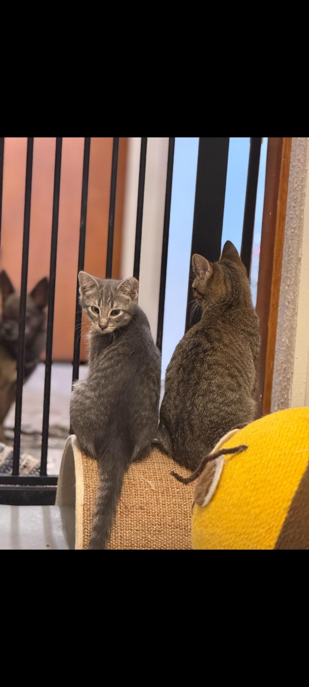 Enlarge Candy Corn, a Adoptable Domestic Short Hair in Fertile, MN image 1/2