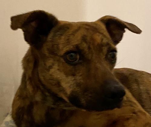 Enlarge Roxy, a Adopted mixed breed in Crossville, TN image 1/1