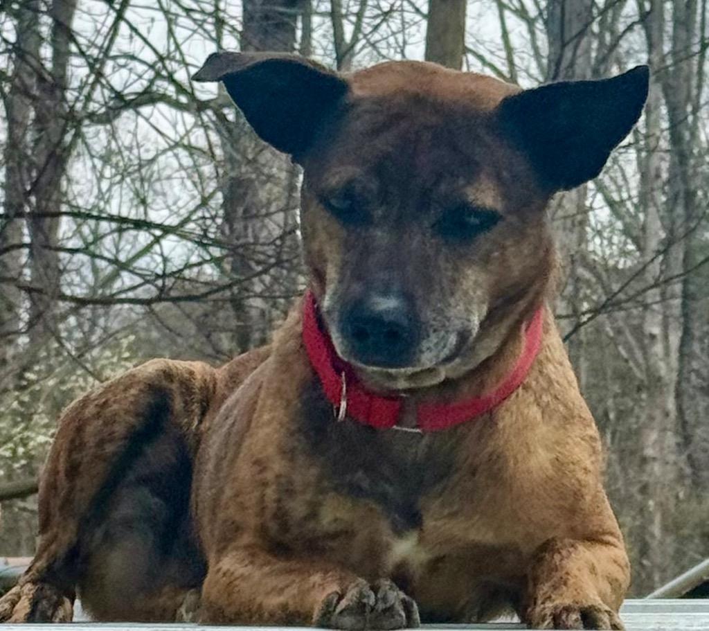 Enlarge Roxy, a Adopted mixed breed in Crossville, TN image 2/4