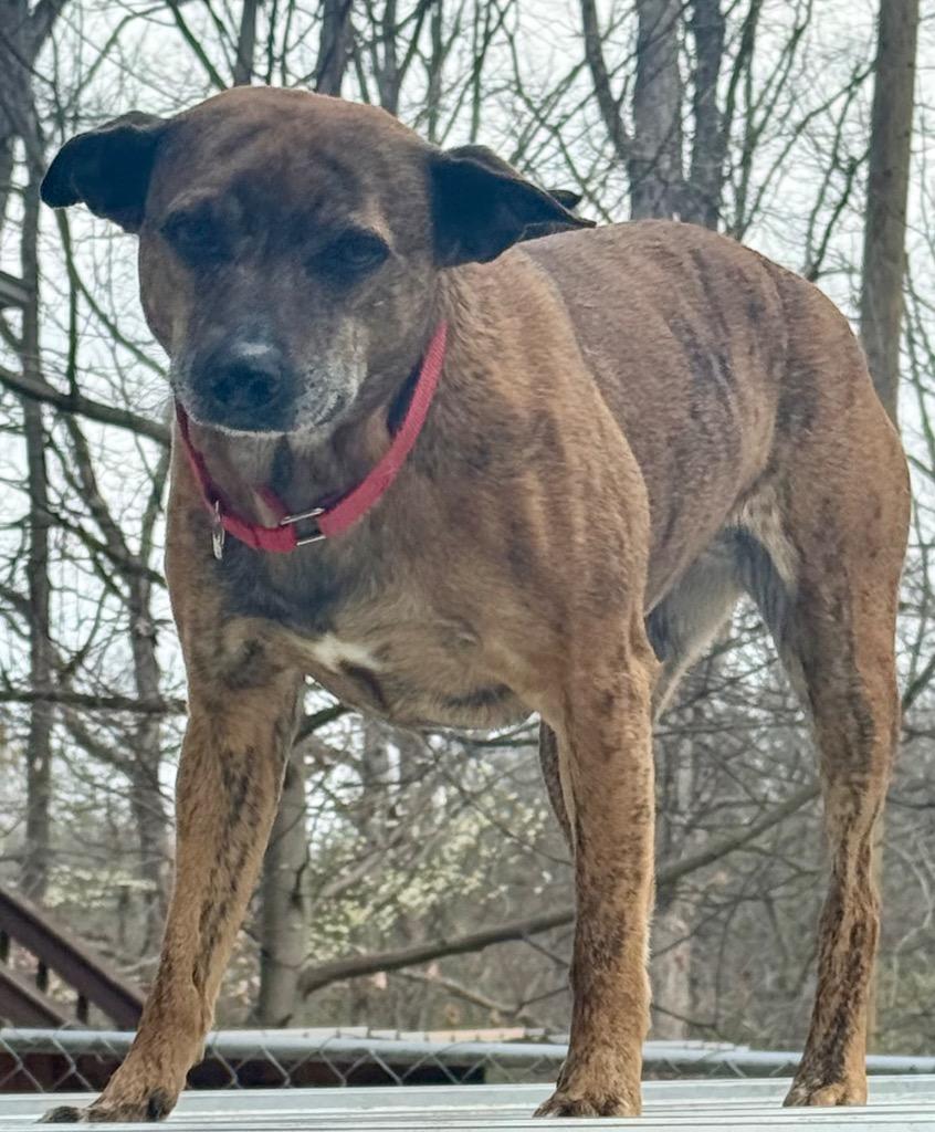 Enlarge Roxy, a Adopted mixed breed in Crossville, TN image 3/4