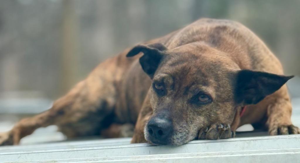 Enlarge Roxy, a Adopted mixed breed in Crossville, TN image 4/4
