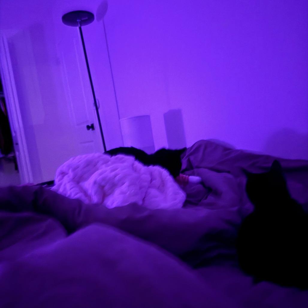 Joker, Adoptable, Adult Male Domestic Short Hair.