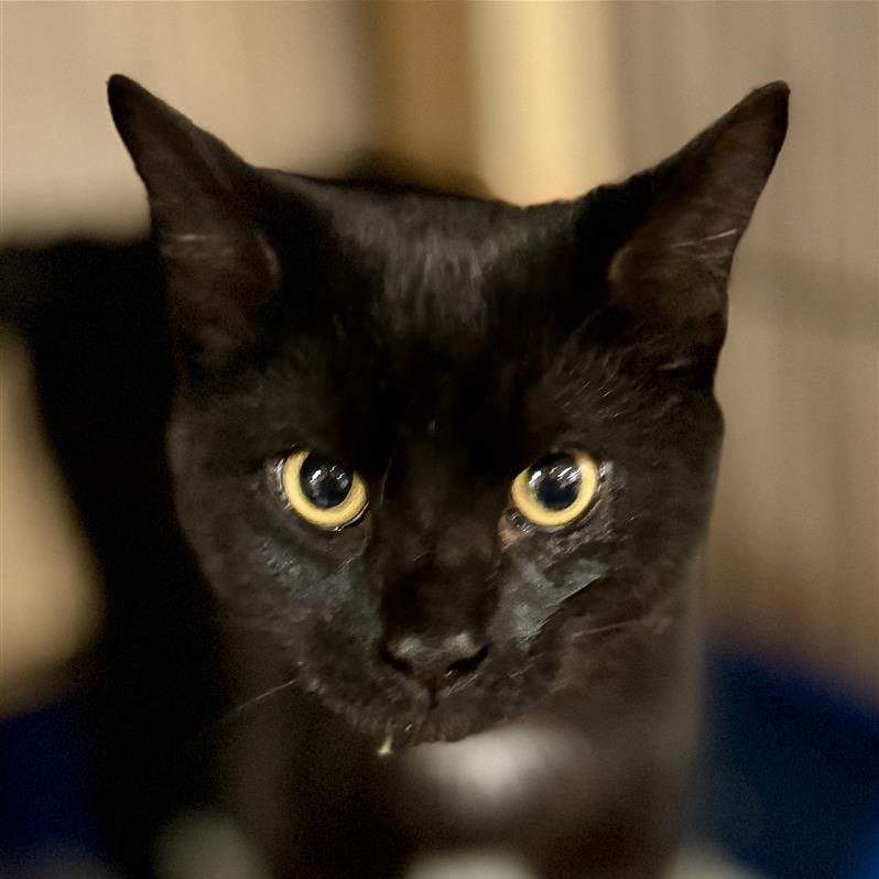 Joker, a Adoptable Domestic Short Hair in New York, NY image 2/6