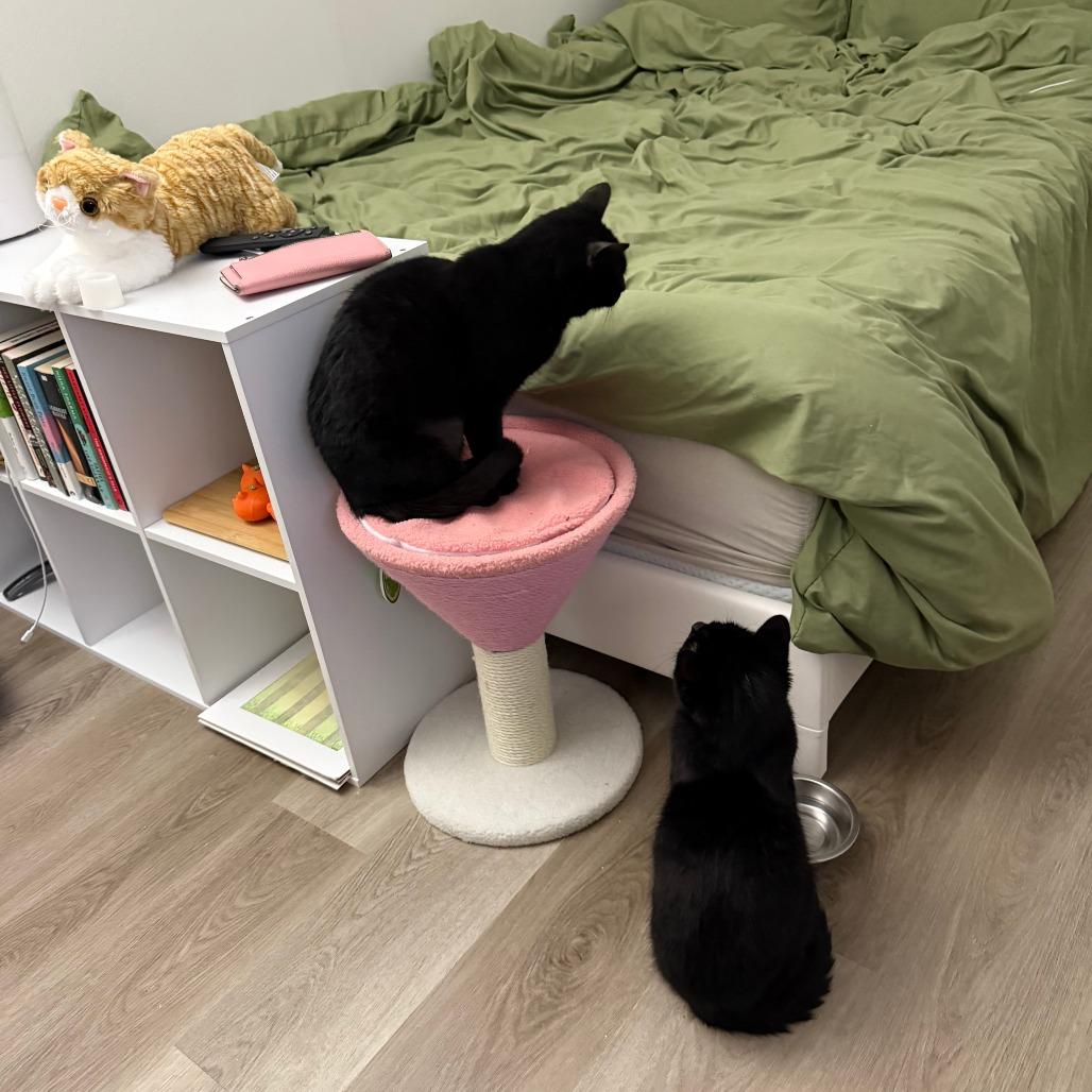 Joker, a Adoptable Domestic Short Hair in New York, NY image 3/6