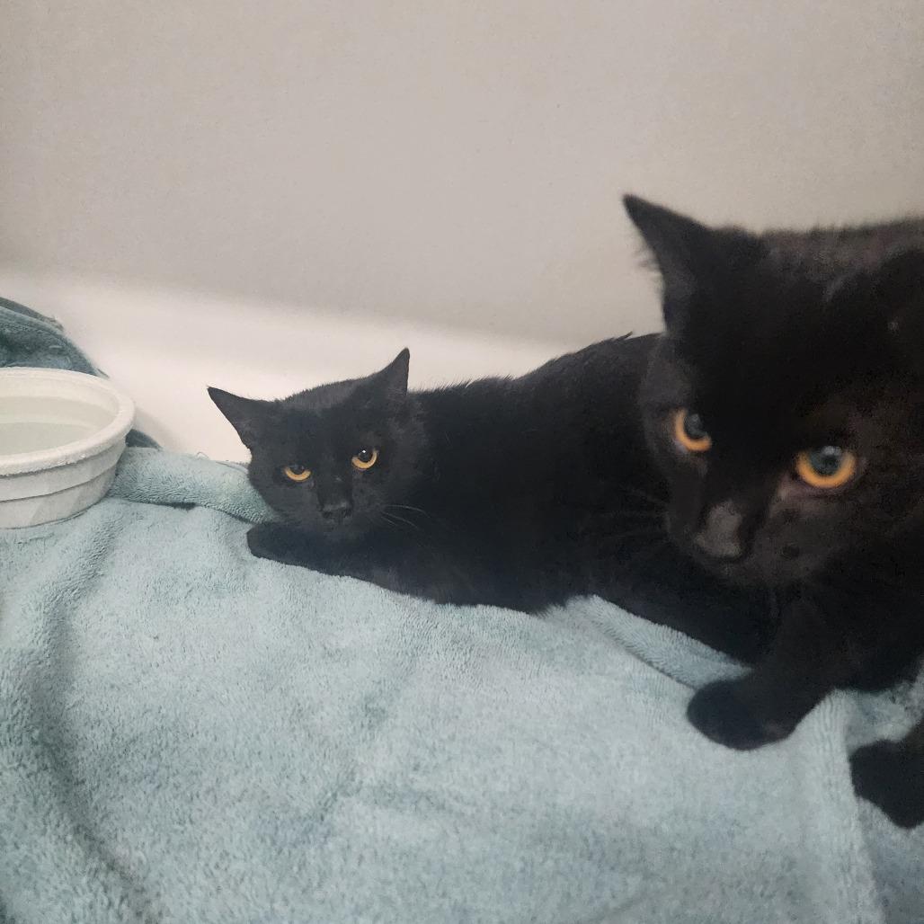 Joker, a Adoptable Domestic Short Hair in New York, NY image 4/6