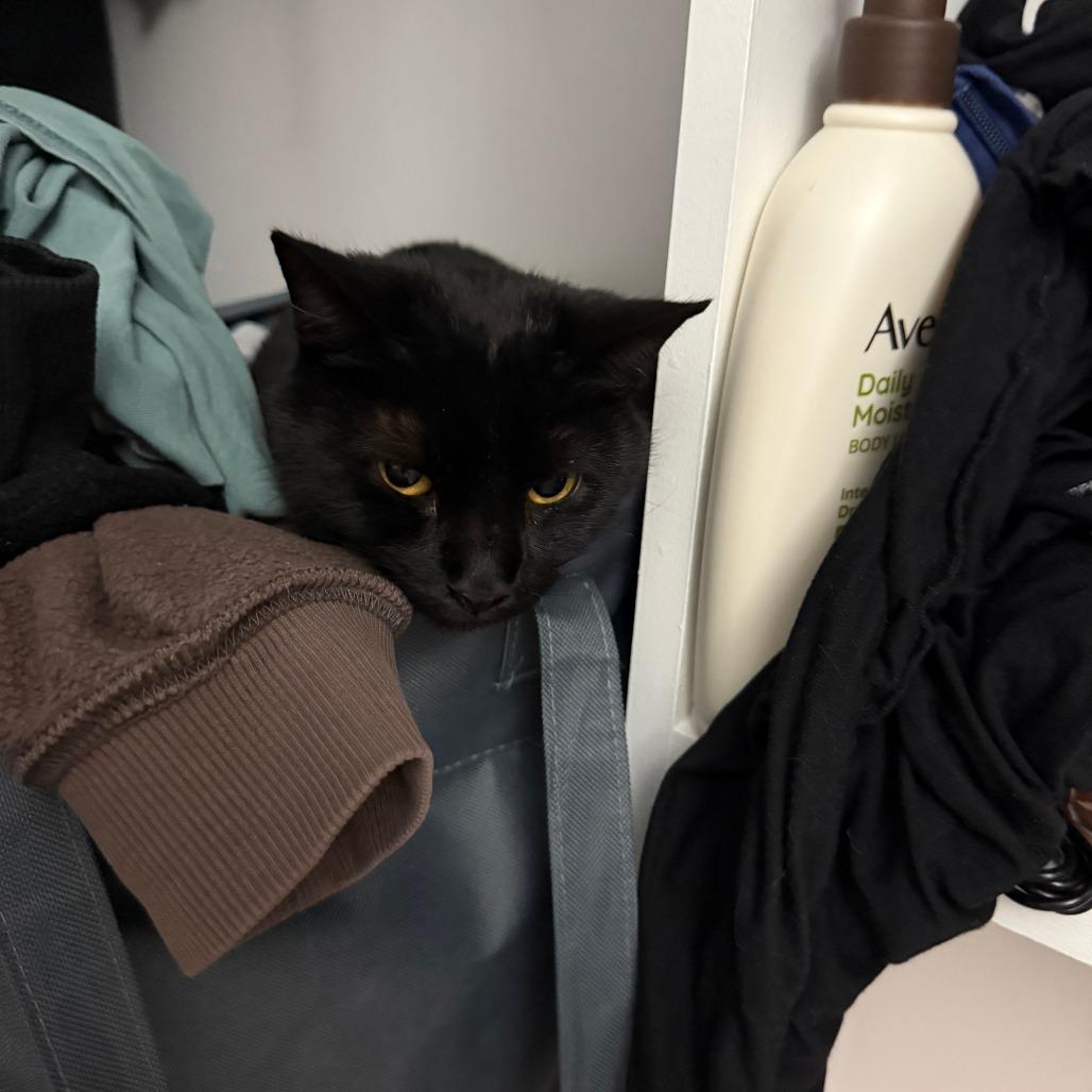 Joker, a Adoptable Domestic Short Hair in New York, NY image 6/6