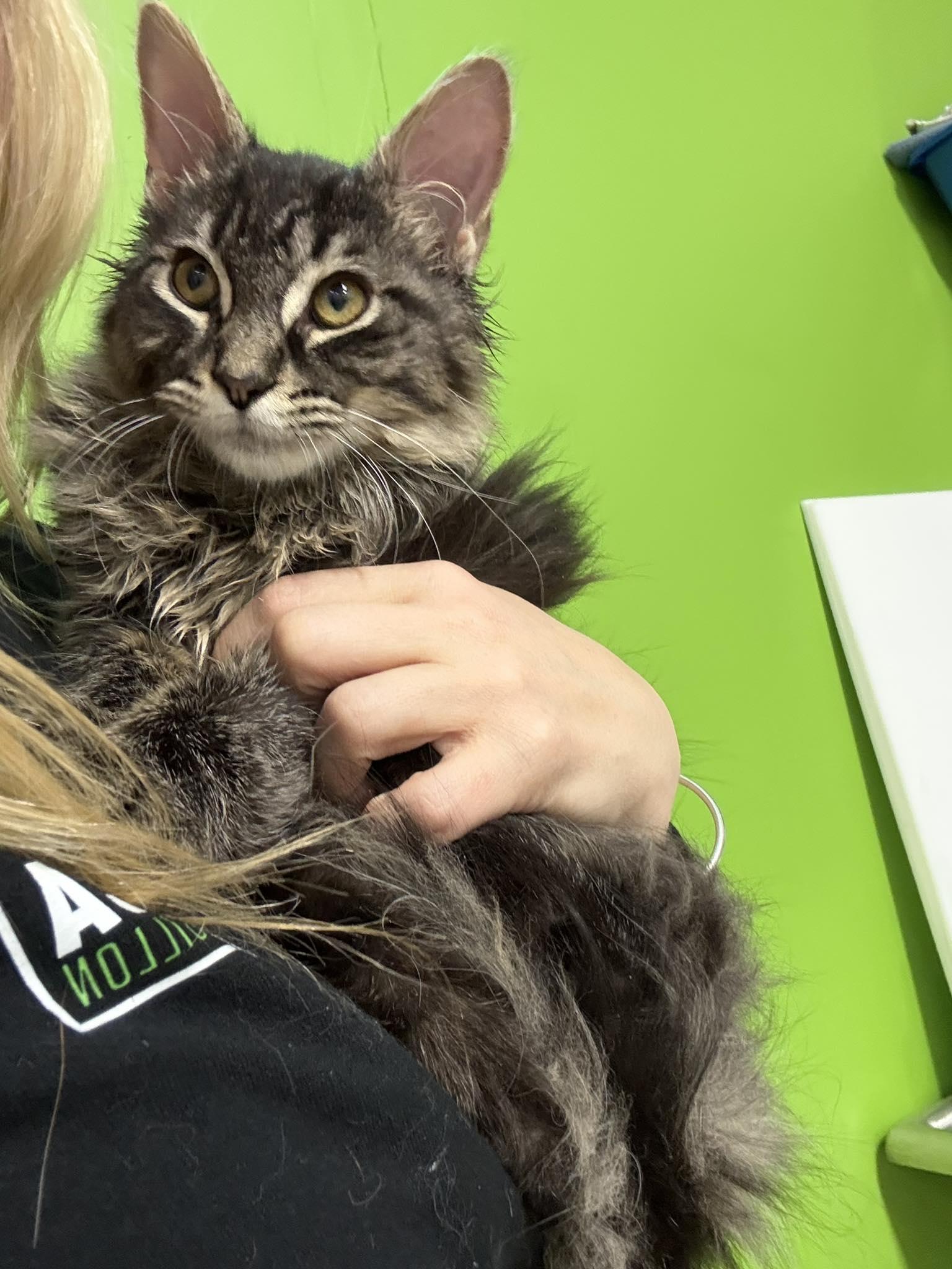 Ti-tom, adopted, Young Male Domestic Long Hair.