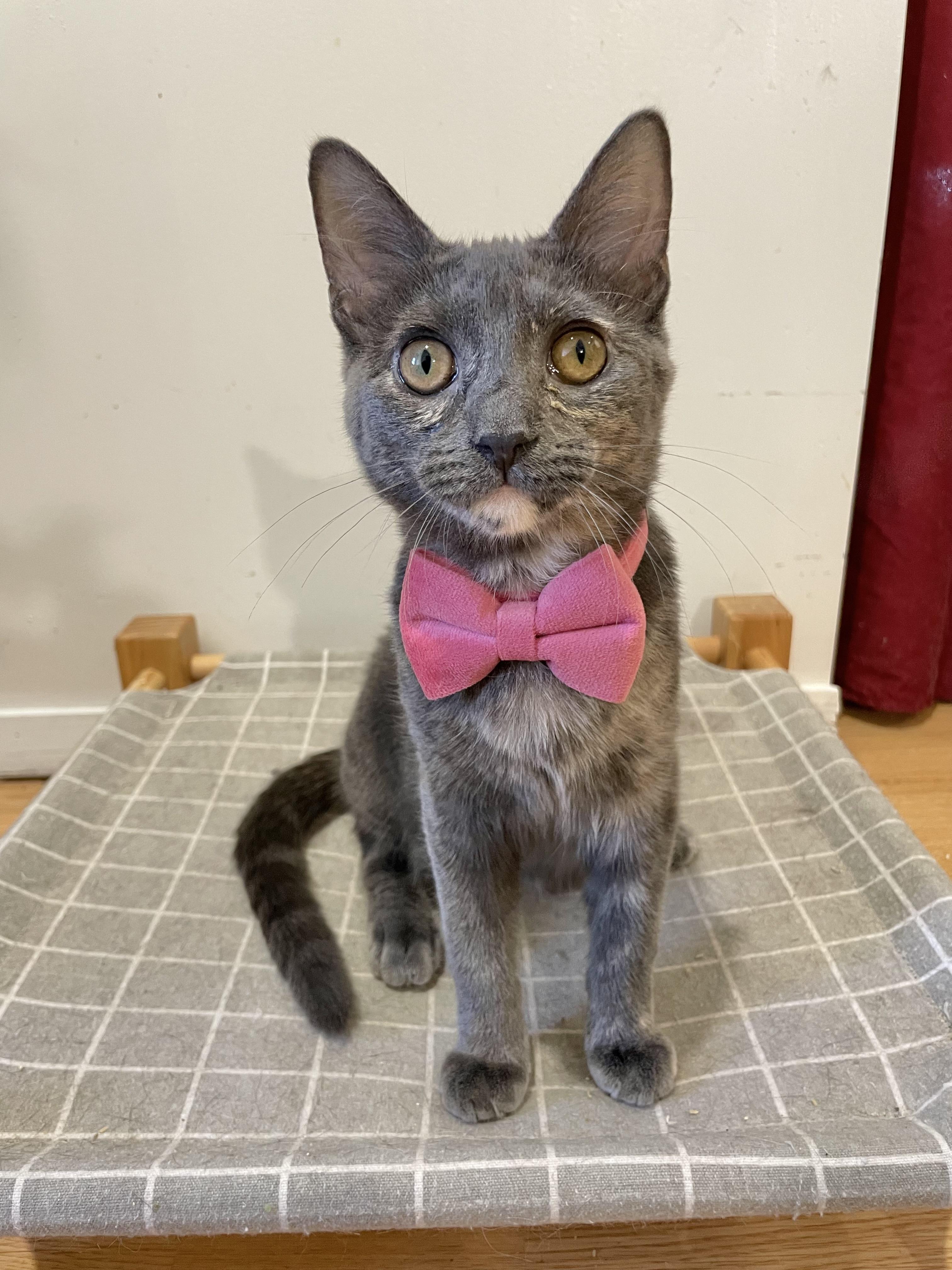 Sylvie, Adoptable, Young Female Dilute Tortoiseshell & Tortoiseshell.