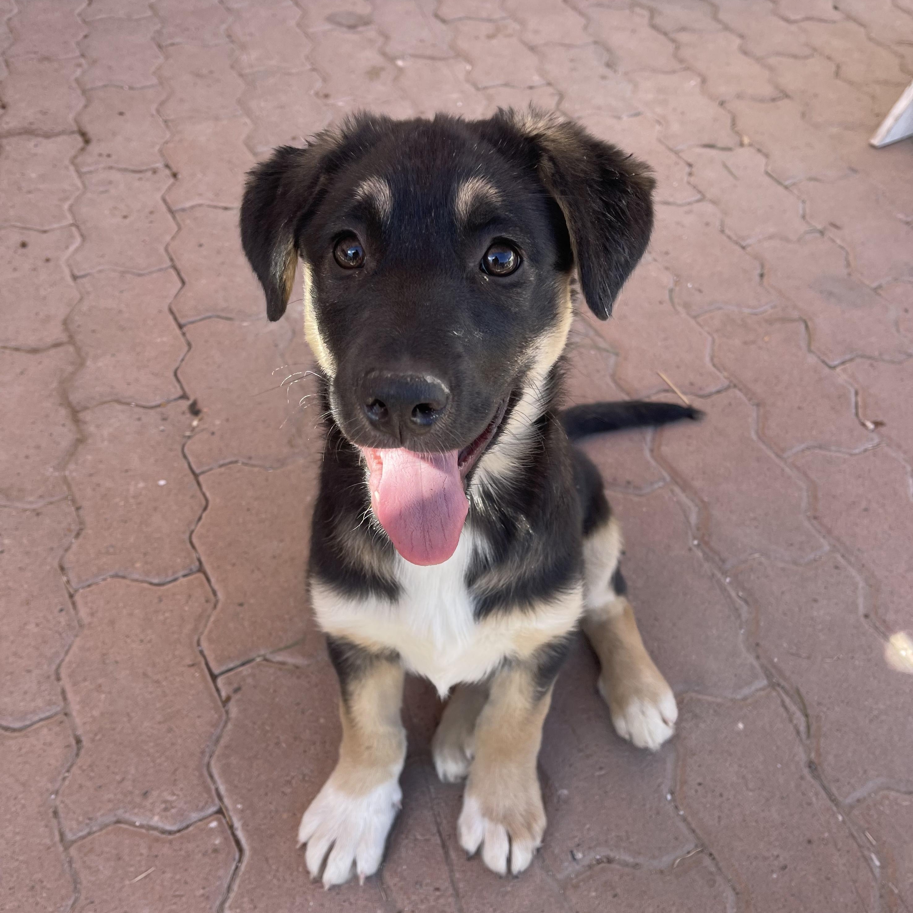 Bree, Adoptable, Puppy Female Mixed Breed.