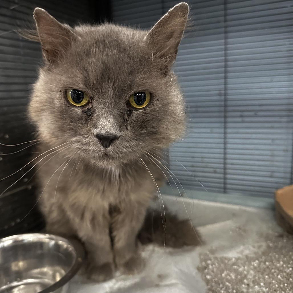 Milton, Adoptable, Adult Male Domestic Long Hair.