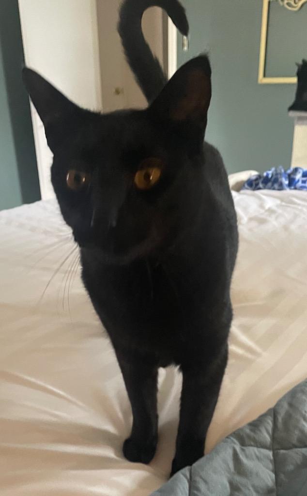 Pebbles, Adoptable, Adult Male Domestic Short Hair.