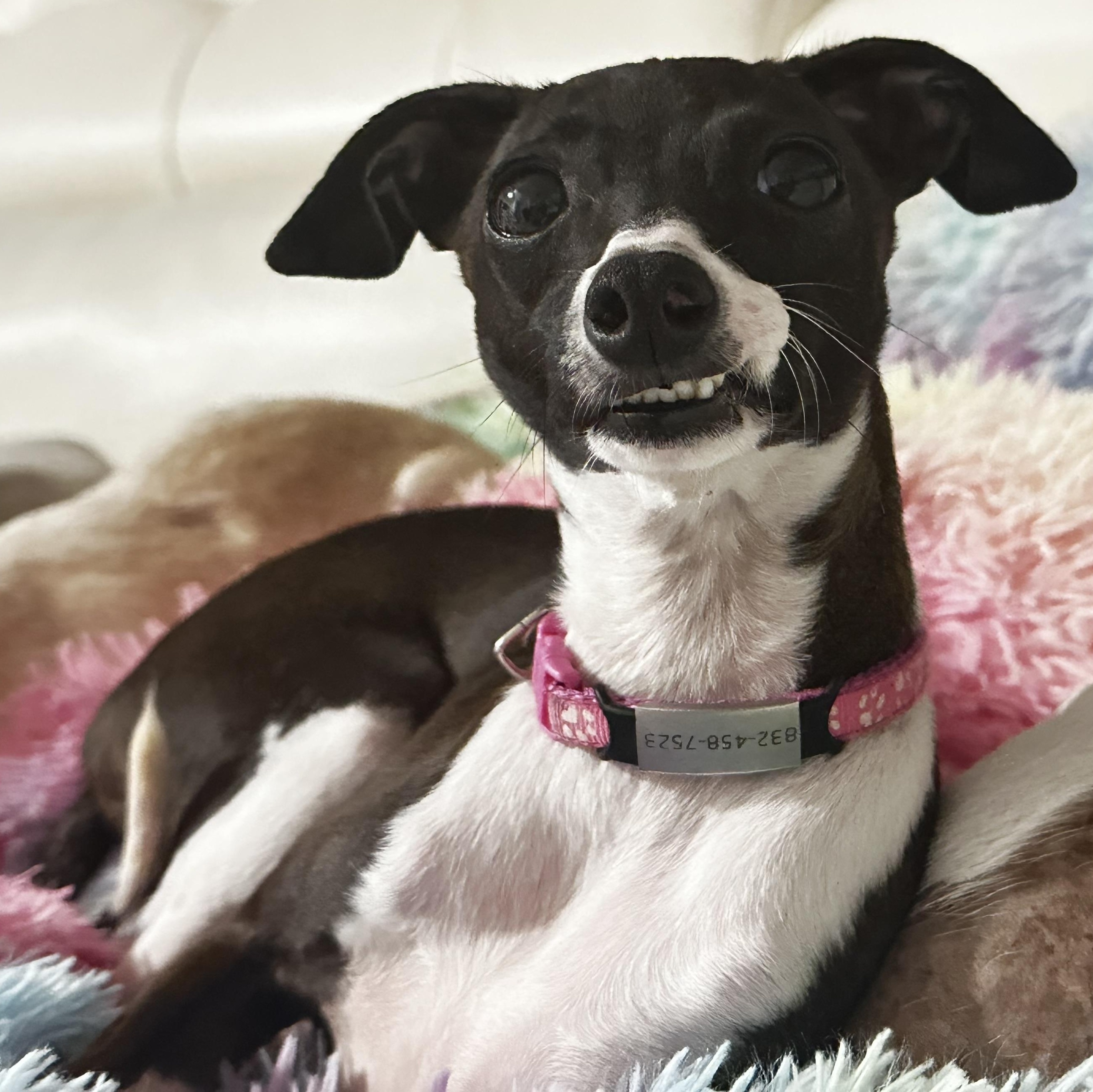 Enlarge Bones, a Adoptable Italian Greyhound in Cypress, TX image 2/5