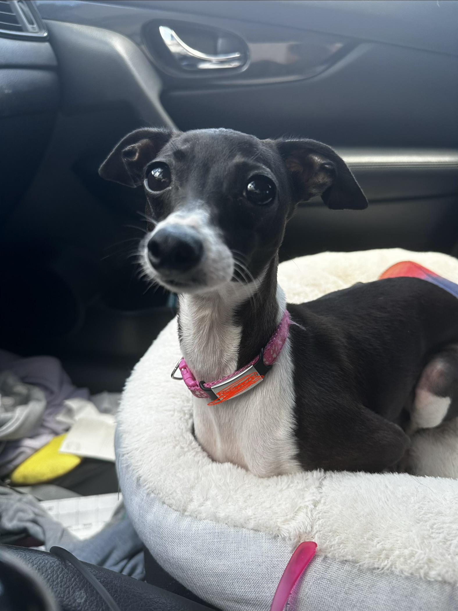 Bones, Adoptable, Young Female Italian Greyhound.