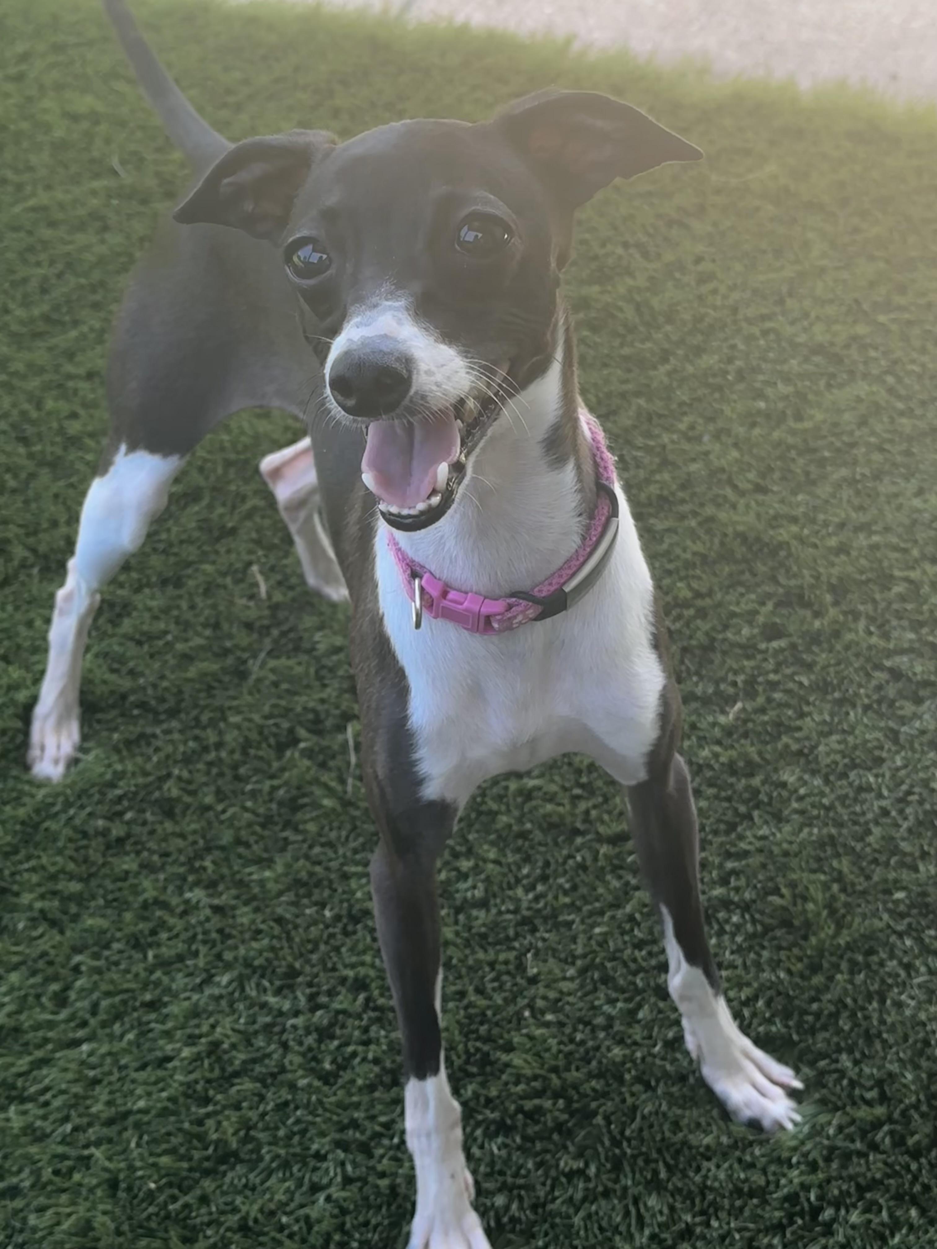 Enlarge Bones, a Adoptable Italian Greyhound in Cypress, TX image 5/5