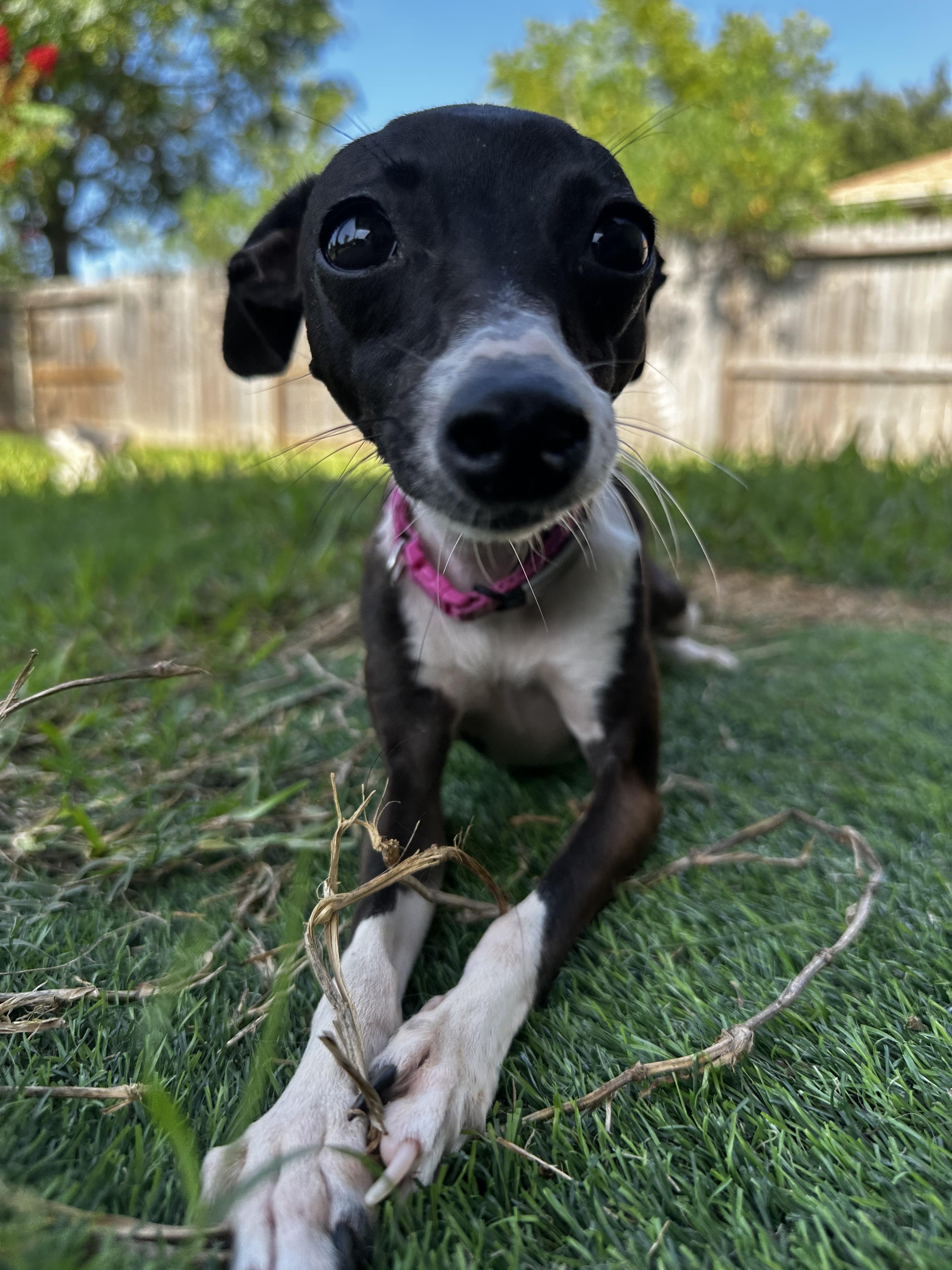 Enlarge Bones, a Adoptable Italian Greyhound in Cypress, TX image 4/5