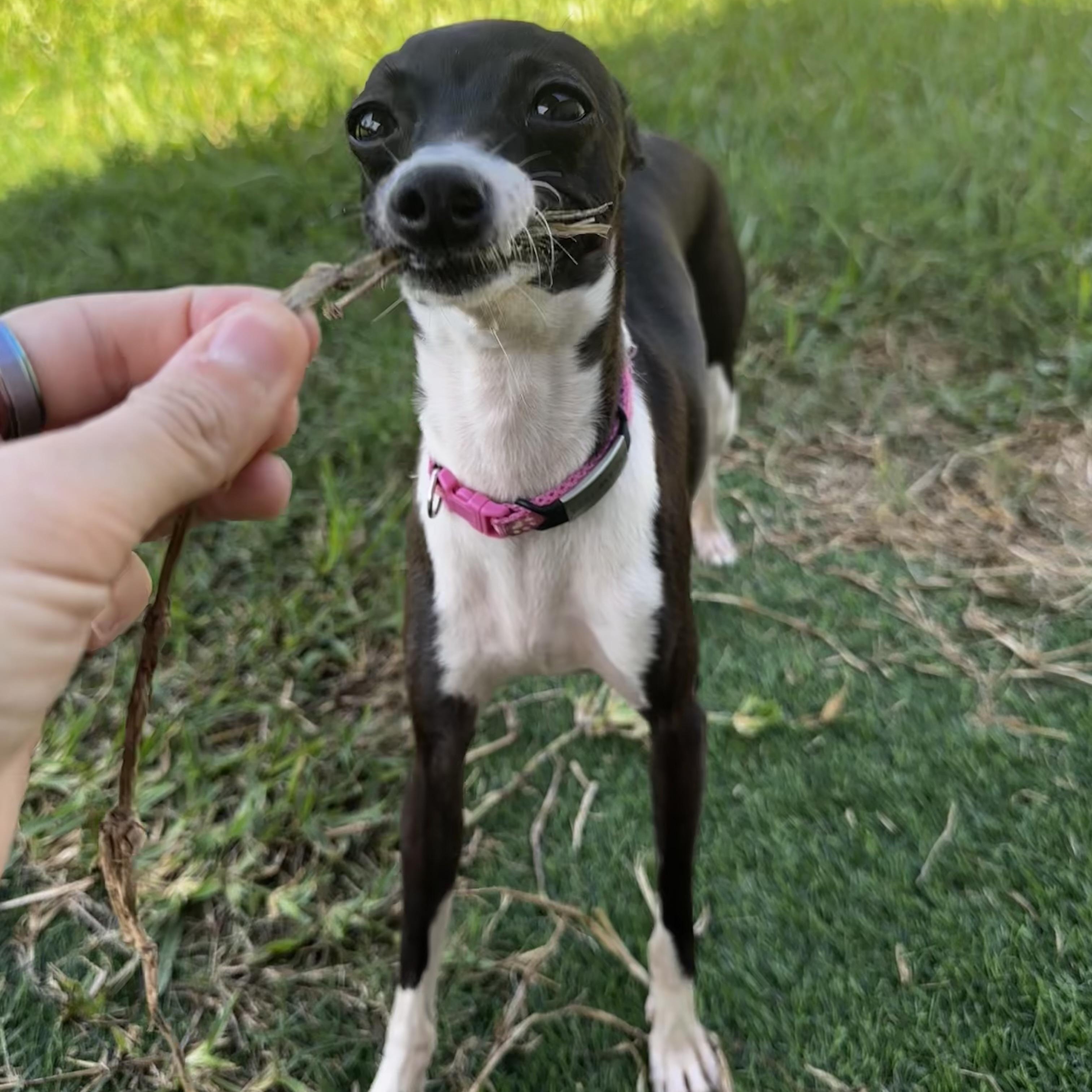 Enlarge Bones, a Adoptable Italian Greyhound in Cypress, TX image 3/5