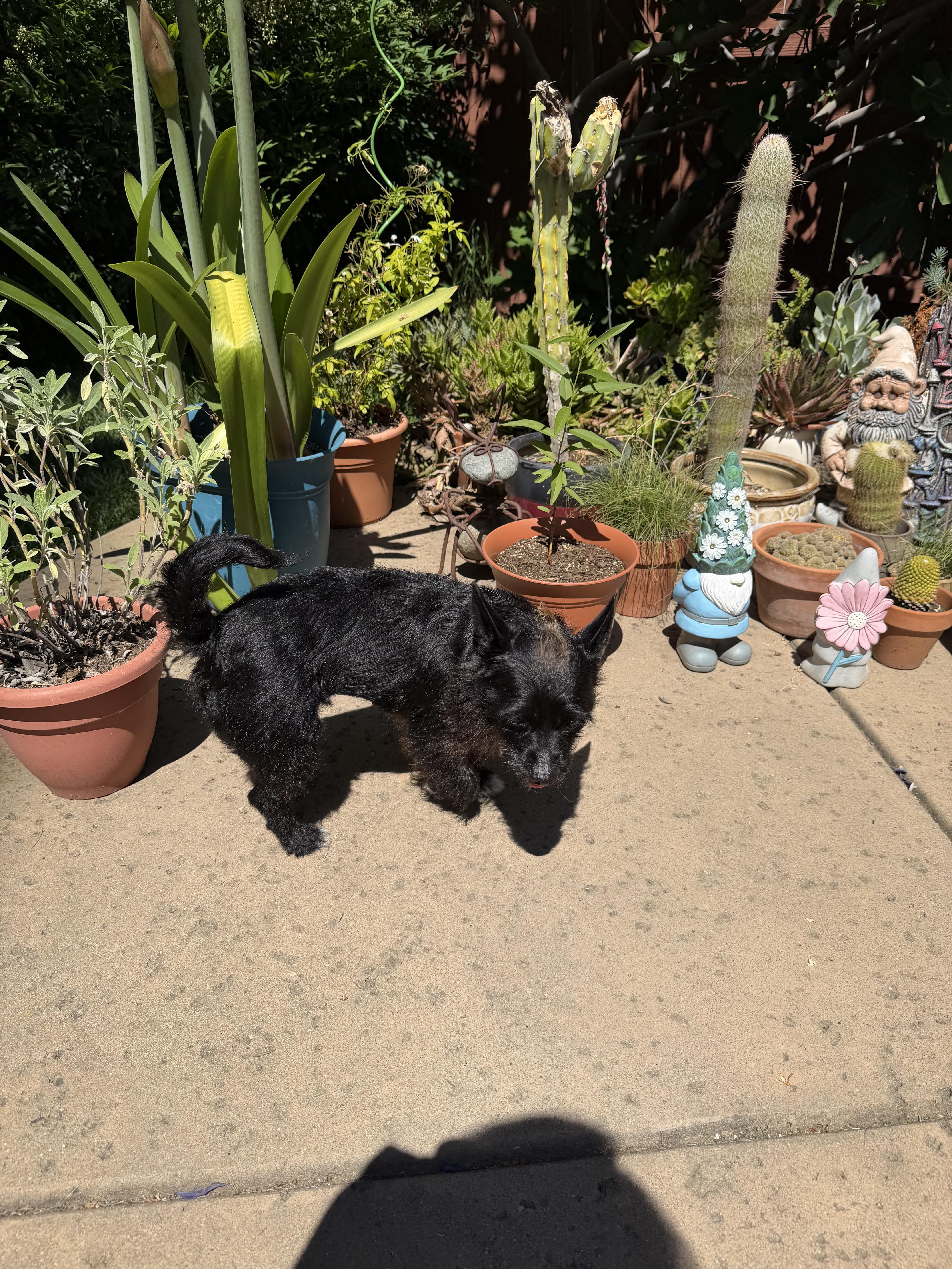 Enlarge Cali, a Adoptable mixed breed in Sacramento, CA image 3/4
