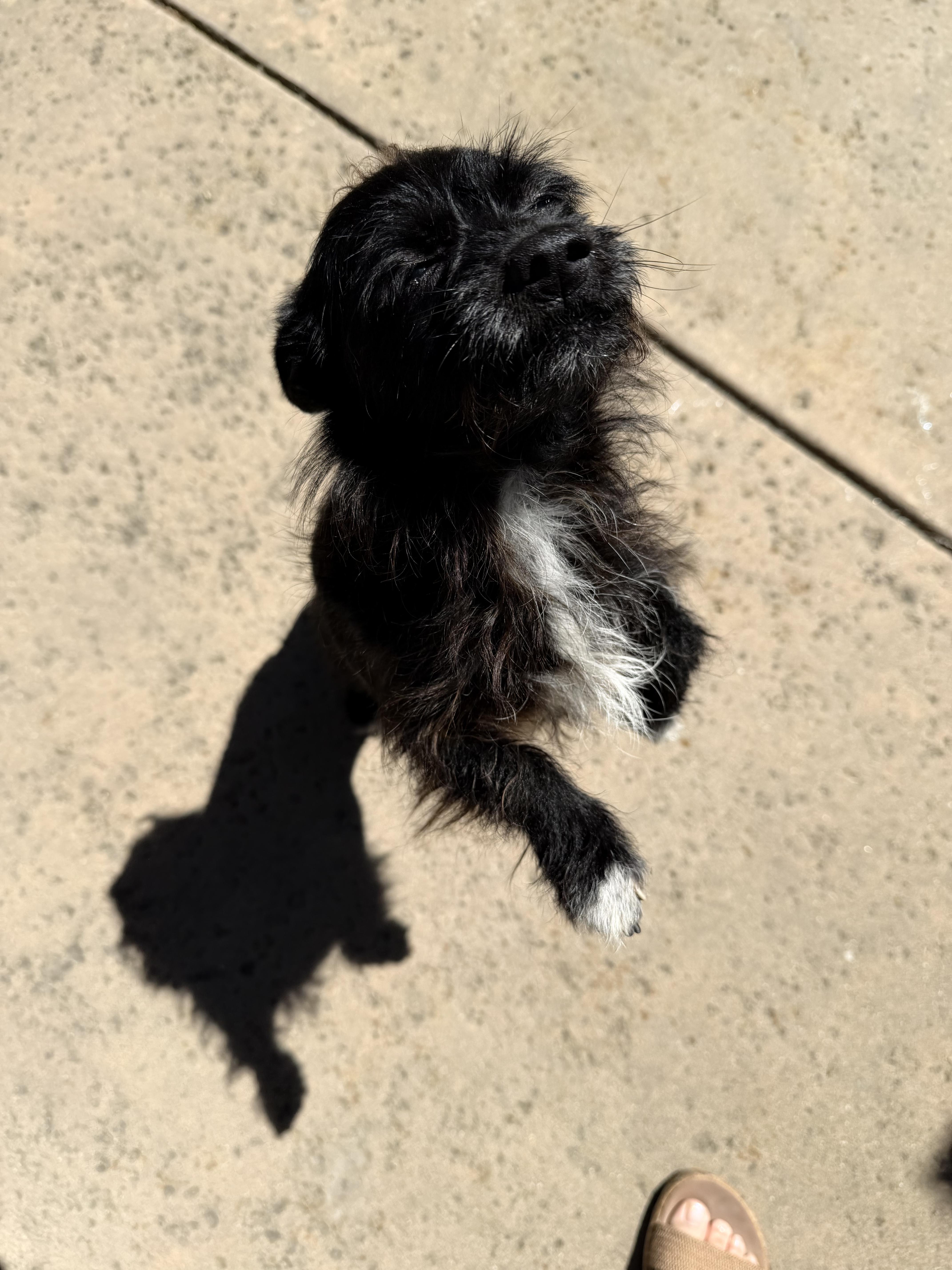 Enlarge Cali, a Adoptable mixed breed in Sacramento, CA image 2/4