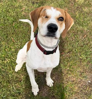 Atticus (FL), ADOPTABLE, Young Male Coonhound.
