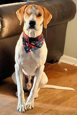 Atticus (FL), a ADOPTABLE Coonhound in Pensacola, FL image 4/5