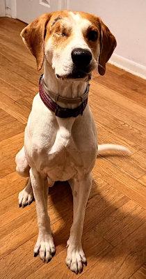 Atticus (FL), a ADOPTABLE Coonhound in Pensacola, FL image 5/5