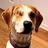 Atticus (FL), a ADOPTABLE Coonhound in Pensacola, FL image 2/5