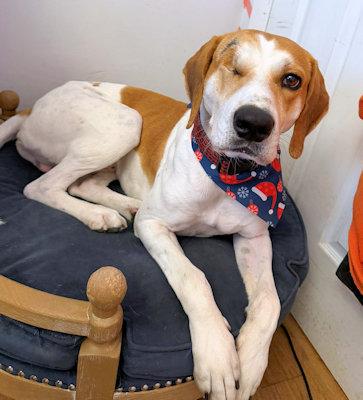 Atticus (FL), a ADOPTABLE Coonhound in Pensacola, FL image 3/5