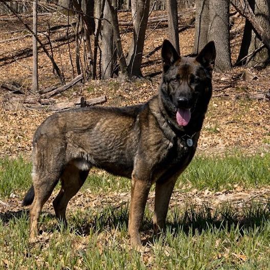 Enlarge Titus (26-159), a Adoptable German Shepherd Dog in New Ringgold, PA image 1/6