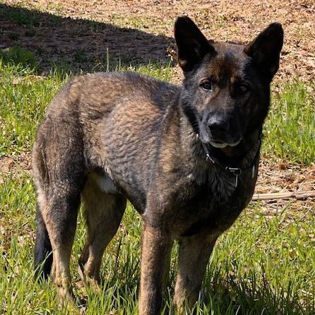 Enlarge Titus (26-159), a Adoptable German Shepherd Dog in New Ringgold, PA image 2/6