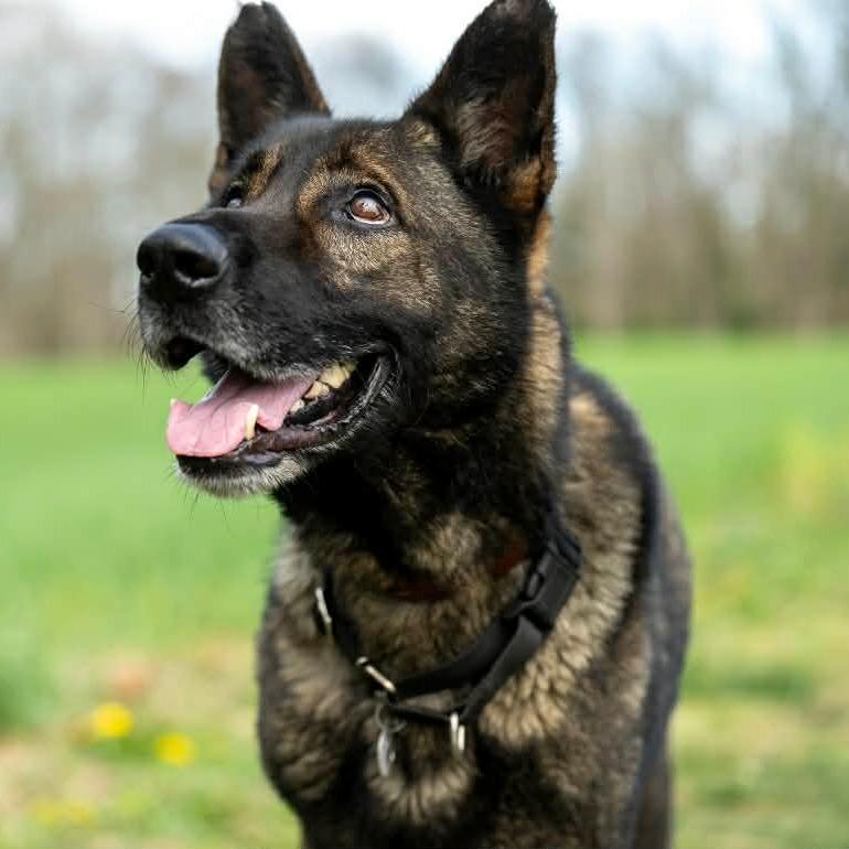 Enlarge Titus (26-159), a Adoptable German Shepherd Dog in New Ringgold, PA image 3/6