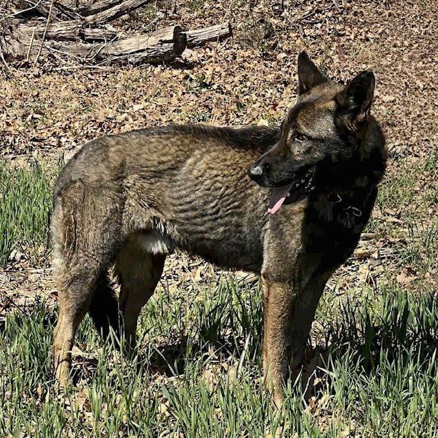 Enlarge Titus (26-159), a Adoptable German Shepherd Dog in New Ringgold, PA image 4/6