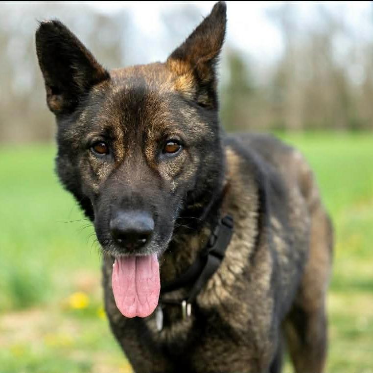 Enlarge Titus (26-159), a Adoptable German Shepherd Dog in New Ringgold, PA image 5/6