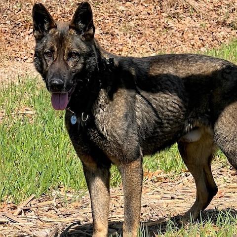 Enlarge Titus (26-159), a Adoptable German Shepherd Dog in New Ringgold, PA image 6/6