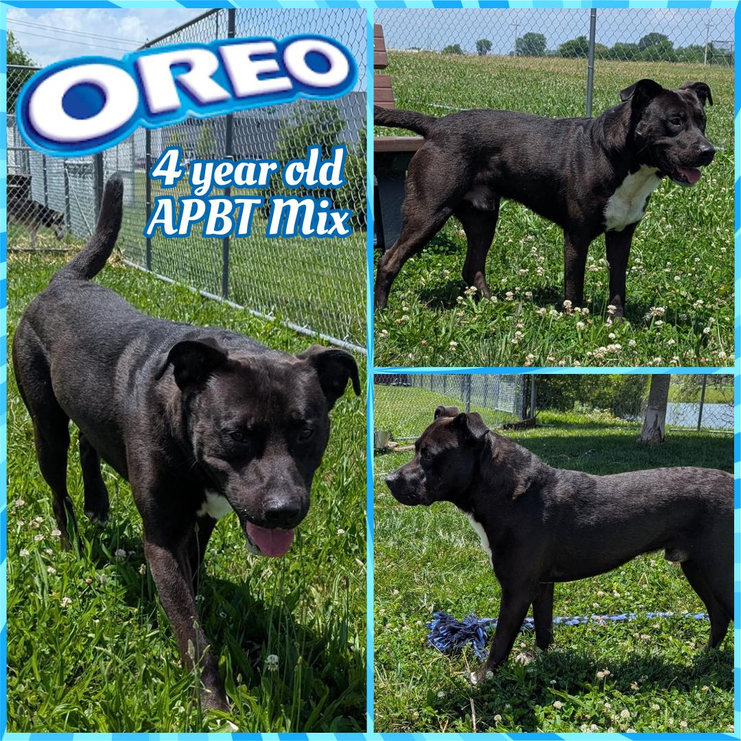 Enlarge Oreo, a Adoptable mixed breed in Franklin, IN image 1/1
