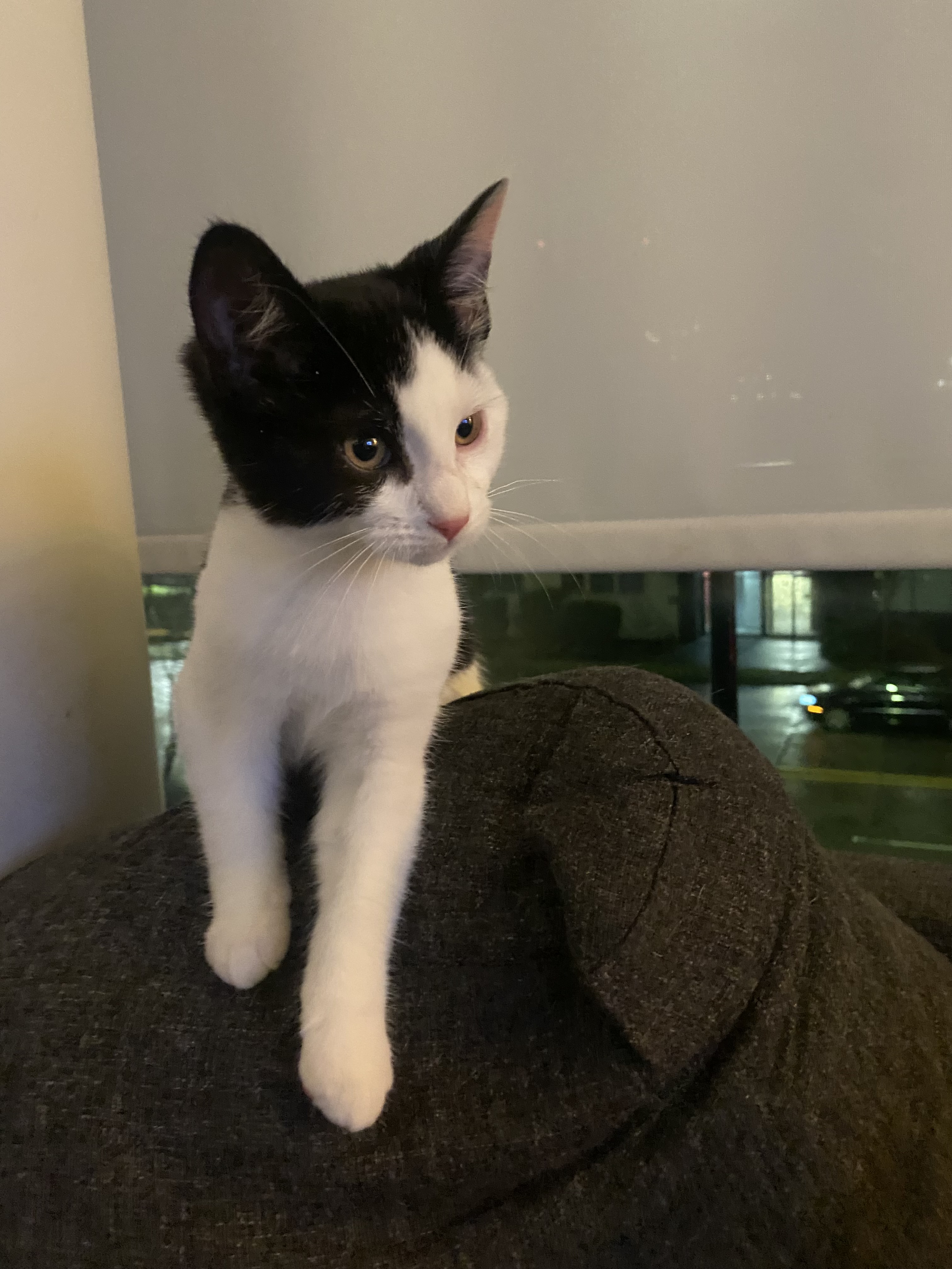 Fonzi - New bio and*new photos*