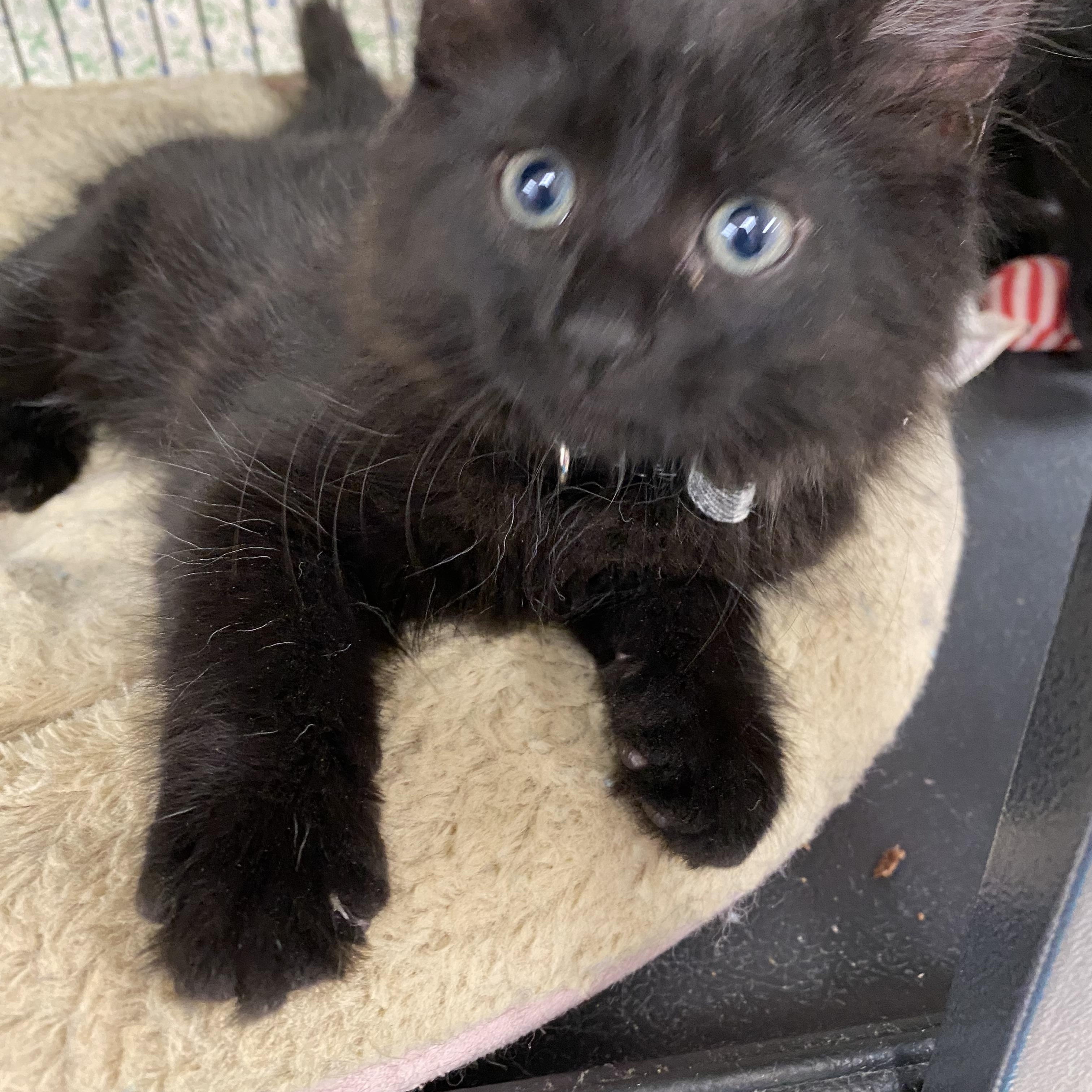 Little black kittens
