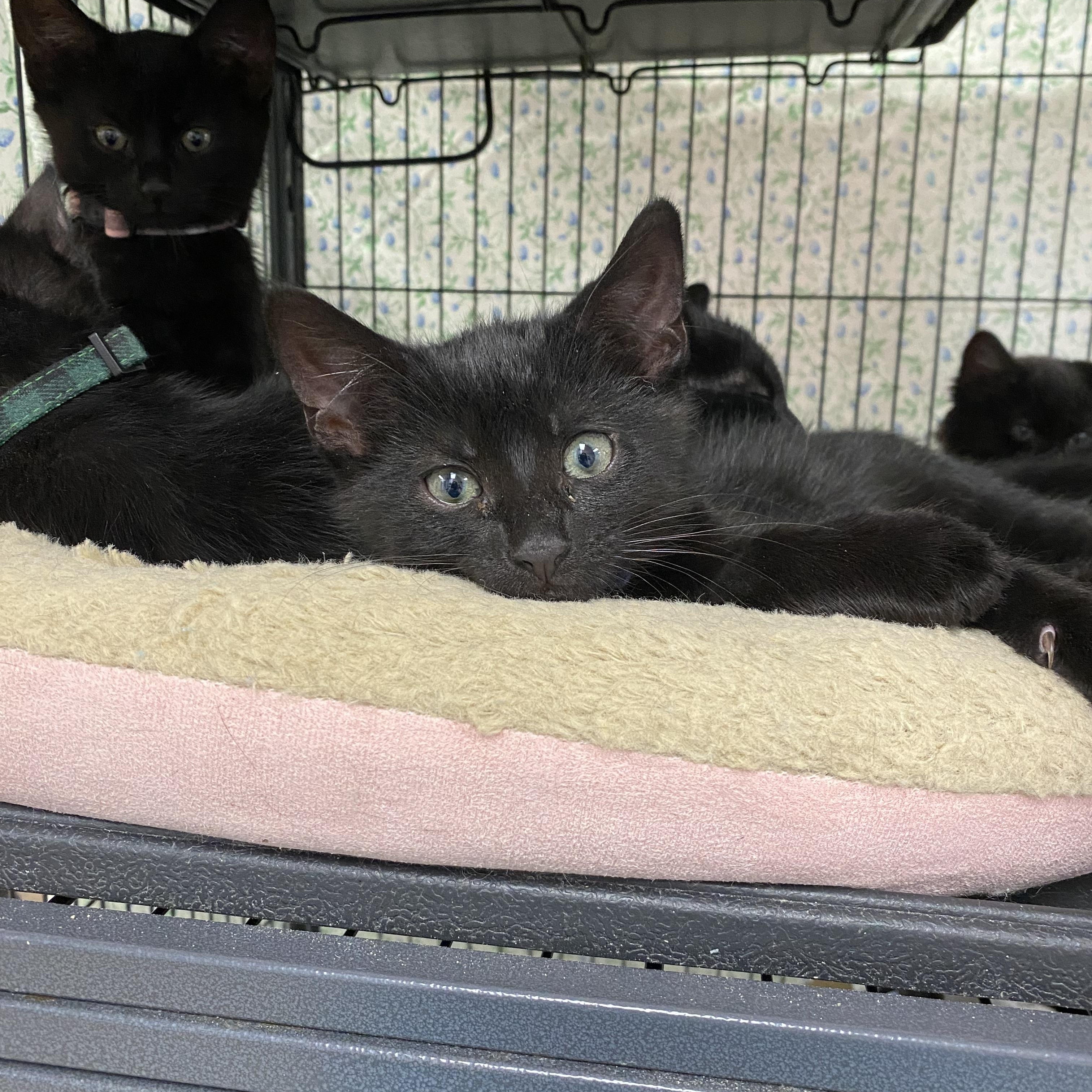 Little black kittens