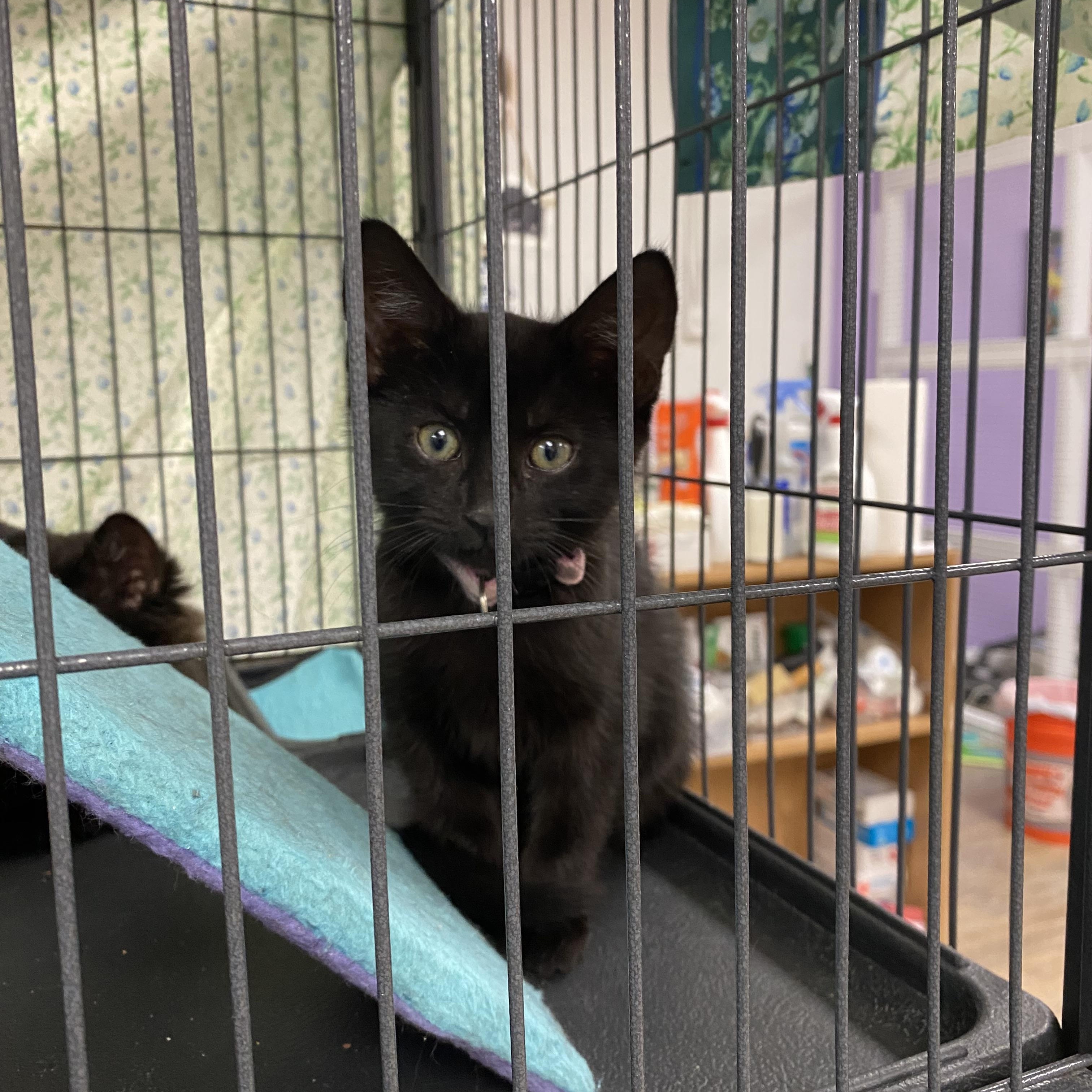 Enlarge Little black kittens, a Adoptable mixed breed in New Canaan, CT image 1/3