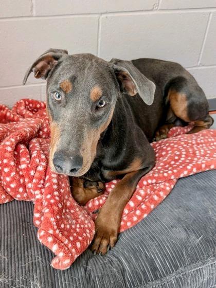 Enlarge Benedict 51717, an adoptable Mixed Breed in Oklahoma City, OK image 1/2