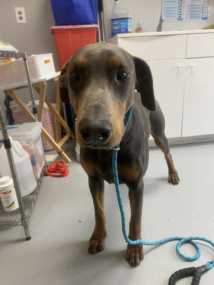 Enlarge Benedict 51717, an adoptable Mixed Breed in Oklahoma City, OK image 2/2