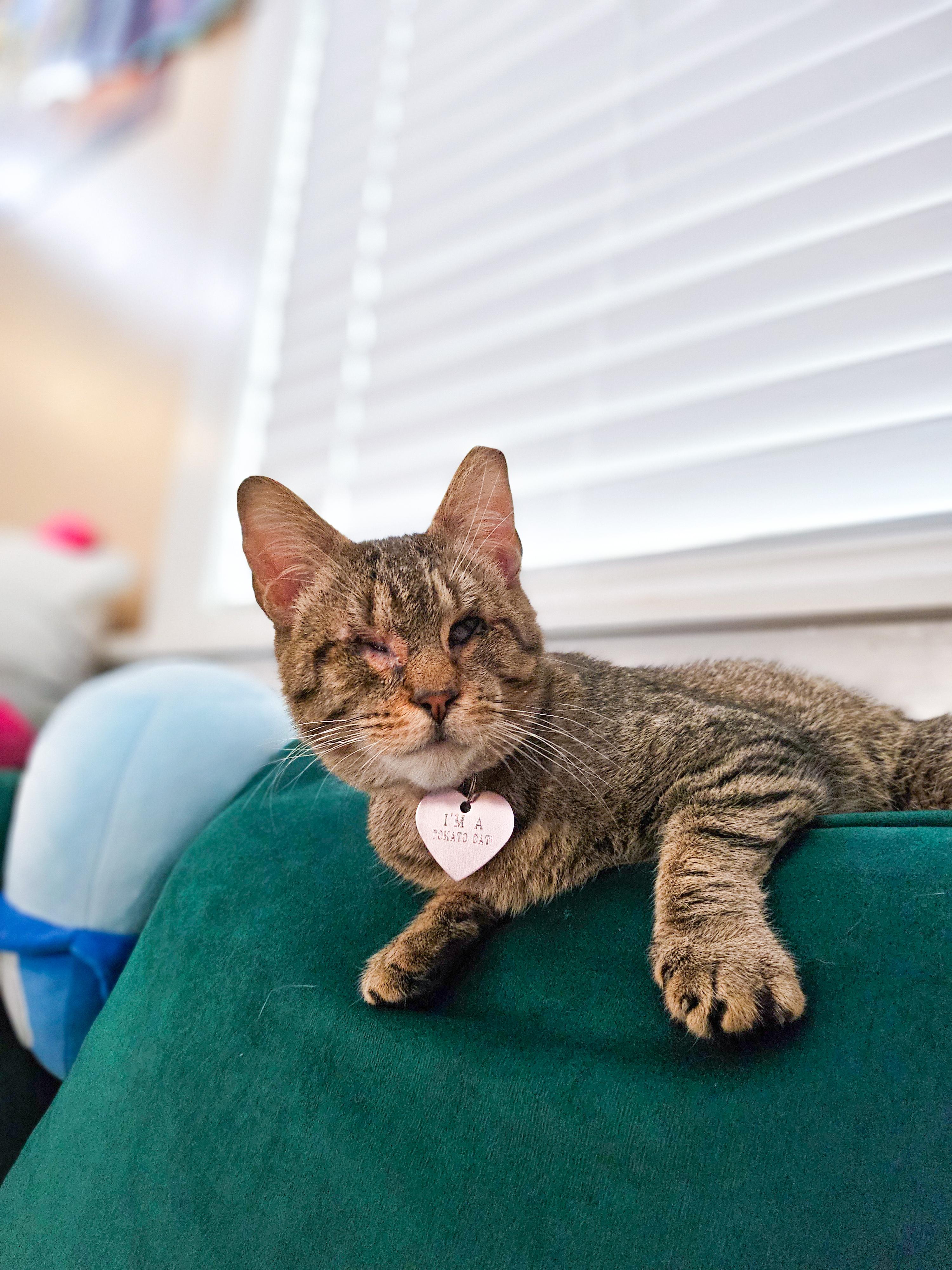 Enlarge Sopapilla, Vision Impaired, an adopted Tabby in New Orleans, LA image 4/5