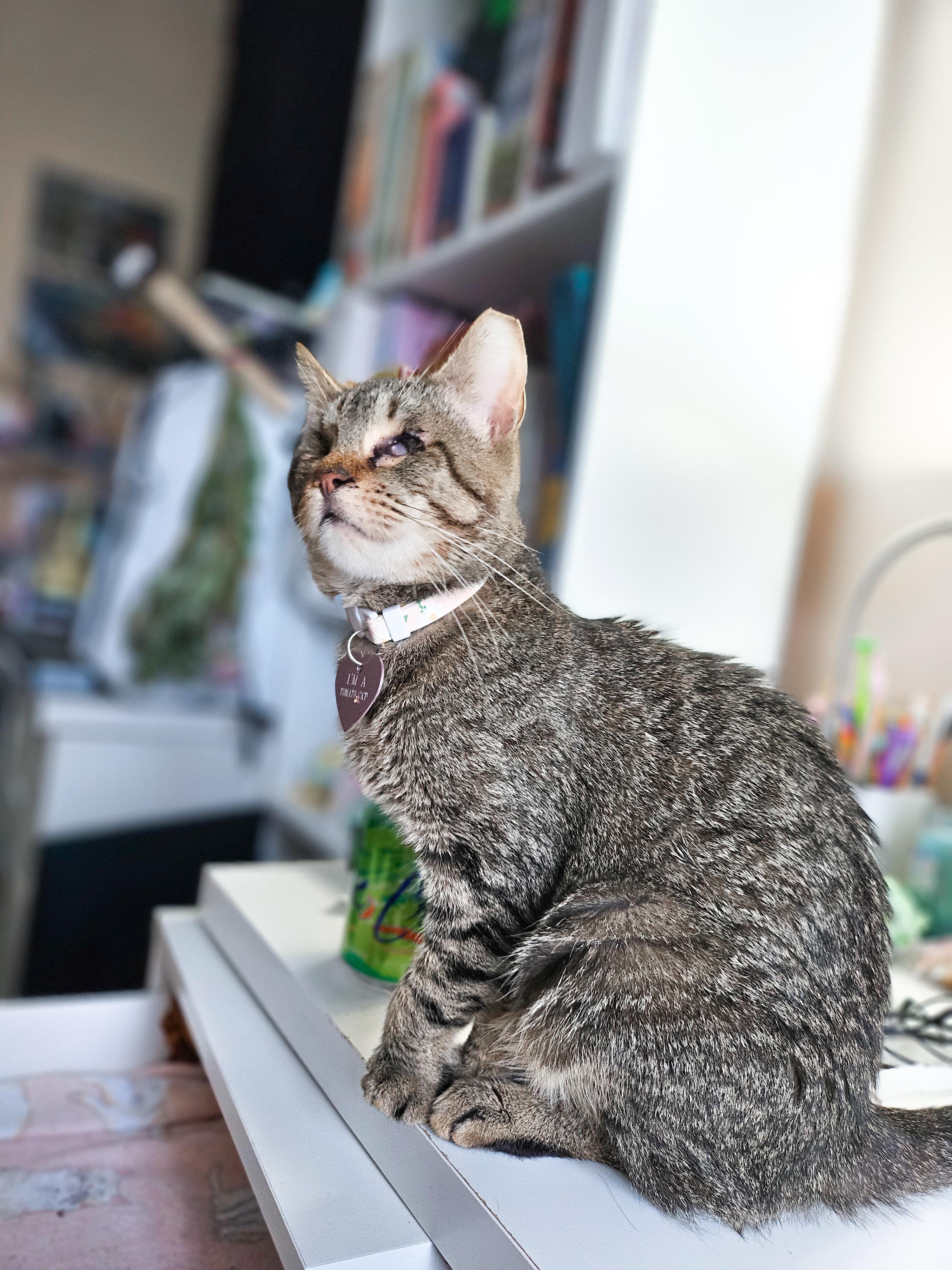 Enlarge Sopapilla, Vision Impaired, an adopted Tabby in New Orleans, LA image 5/5